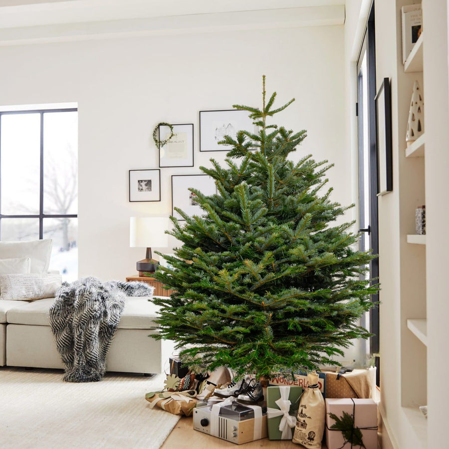 Nordmann Fir Real Fresh Cut Christmas Tree Nordmann Fir Real Fresh Cut Christmas Tree (4ft - 8ft) image3 1