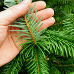 Nordmann Fir Pot Grown Christmas Tree A close-up of a hand gently holding a Nordmann Fir branch, showing the flat, glossy green needles with two white stripes on the underside and soft, non-prickly texture. 4