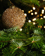 Nordmann Fir Pot Grown Christmas Tree  4