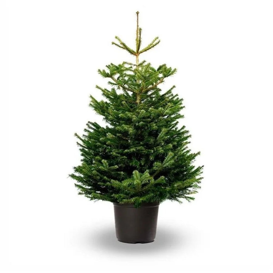 2 x Nordmann Fir - Pot Grown Christmas Trees (2ft - 4ft) 2 x Nordmann Fir - Pot Grown Christmas Trees (2ft - 4ft) image2 2