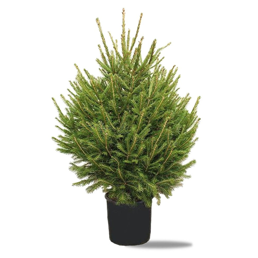 2 x Norway Spruce - Pot Grown Christmas Tree (3ft - 5ft) 2 x Norway Spruce - Pot Grown Christmas Tree (3ft - 5ft) image2 2