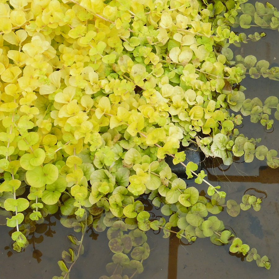 Lysimachia 'Creeping Jenny'  1