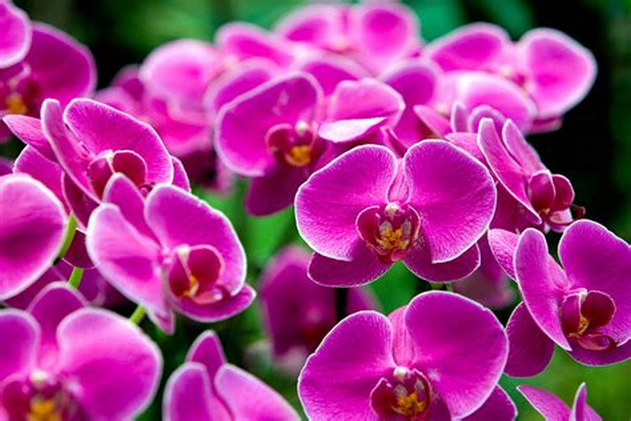 Purple Orchid Plant OIP (1) 3