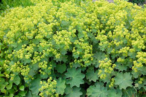 Alchemilla mollis Alchemilla mollis image2 3