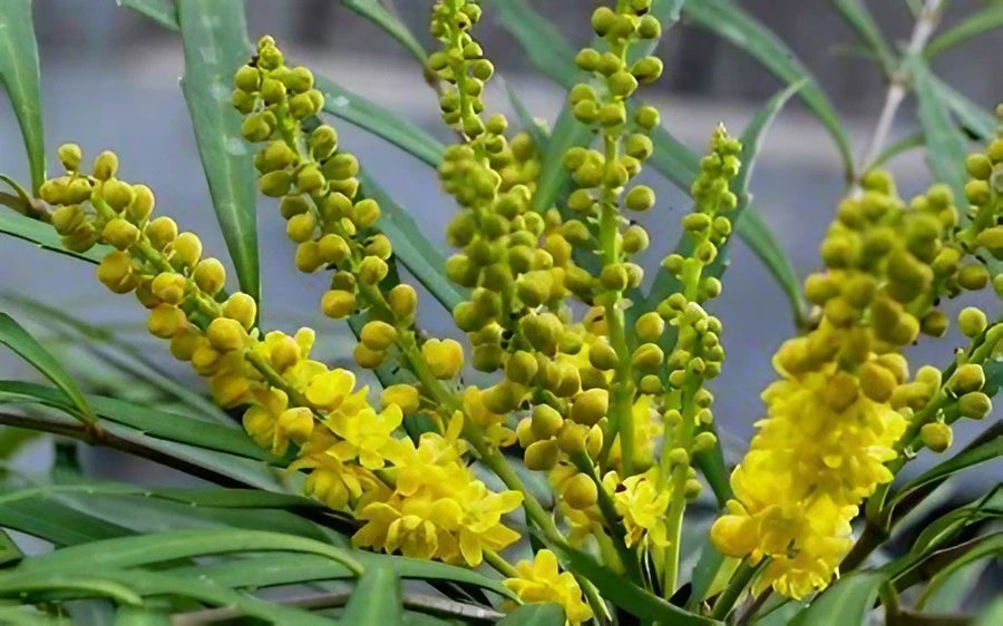Mahonia aeurybracteata Soft Cares Mahonia aeurybracteata Soft Cares image3 3