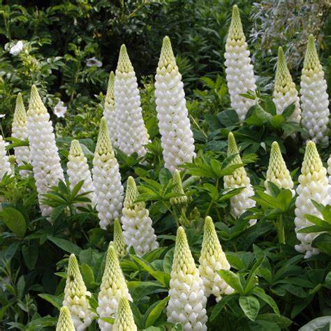 Lupin Perennials White Lupin Perennials 'White' image2 2