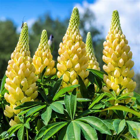 Lupin Perennials 'Yellow' Lupin Perennials 'Yellow' image1 1