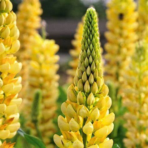 Lupin Perennials Yellow Lupin Perennials 'Yellow' image2 2