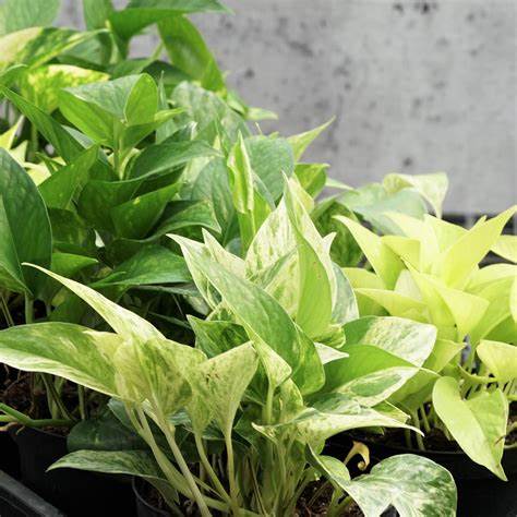 Pothos Collection - 4 Mix Devil's Ivy OIP - 2023-01-13T135058.980 1