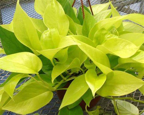 Epipremnum Pinnatum Golden Pothos Hanging Plant OIP (22) 3