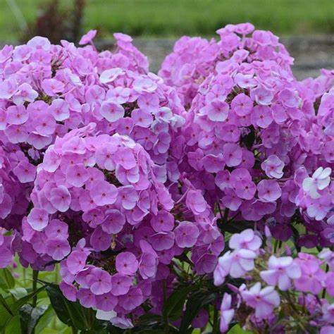 Phlox Panticulata - Lavender Phlox Panticulata - Lavender image2 2