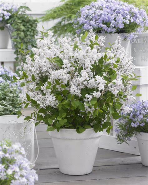 White Syringa Flowerfesta - Dwarf Korean Scented Lilac Tree White Syringa Flowerfesta - Dwarf Korean Scented Lilac Tree image2 1