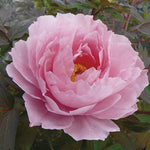 Tree Peony - Pink Tree Peony - Pink image2 2
