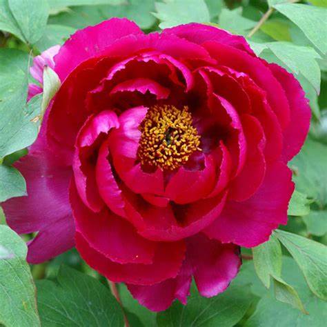 Tree Peony - Red Tree Peony - Red image2 2