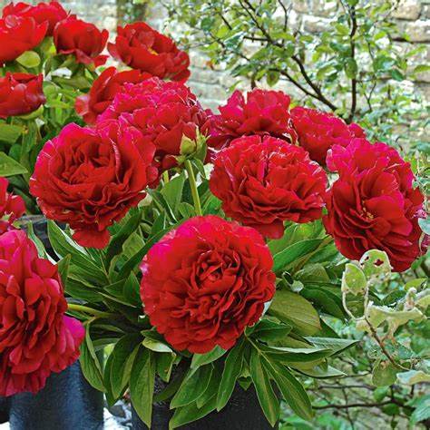 Tree Peony - Red Tree Peony - Red image3 3