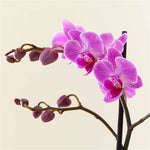 Orchid Plant - Phalaenopsis Multiflora  4