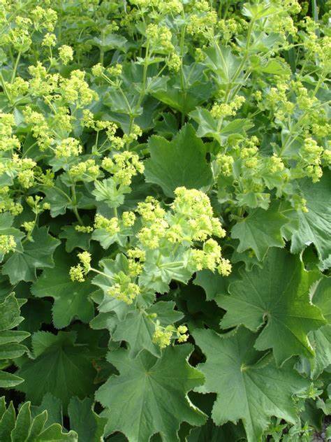 Alchemilla mollis Alchemilla mollis image3 1