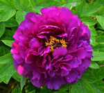 Tree Peony  2