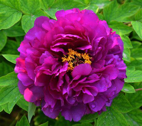 Tree Peony  2