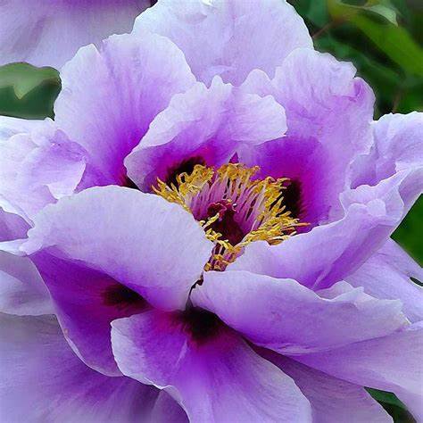 Tree Peony - Purple Tree Peony - Purple image3 3