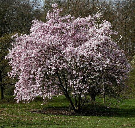 Pink Magnolia Leonard Messel OIP (33) 4