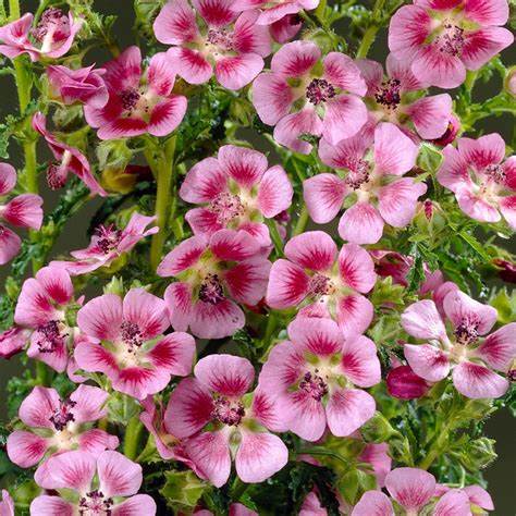 Anisodontea Elegans Princess Anisodontea Elegans Princess image1 1