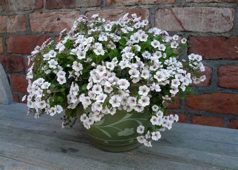 Gypsophila cerastoides - White Gypsophila cerastoides - White image2 2