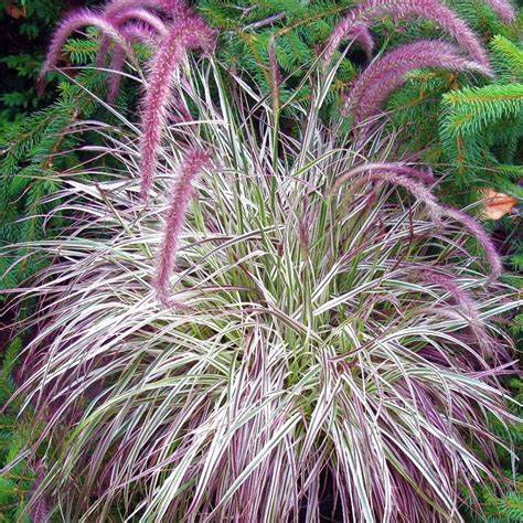 Pennisetum Cherry Sparkler OIP (40) 1