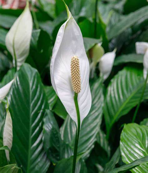 Spathiphyllum Peace Lily 'Alana' OIP (47) 3