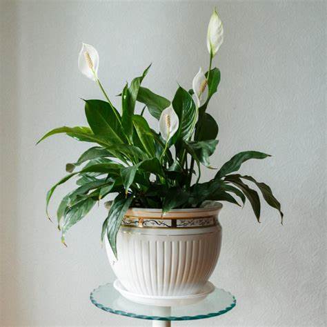 Spathiphyllum Peace Lily 'Alana' OIP (48) 5