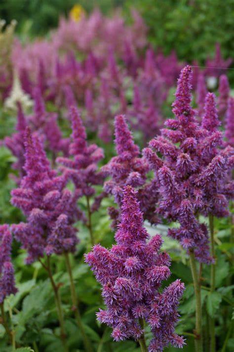 Visions in Red Astilbe Astilbe Plants in 1L Pots - (Visions in Red) image2 3
