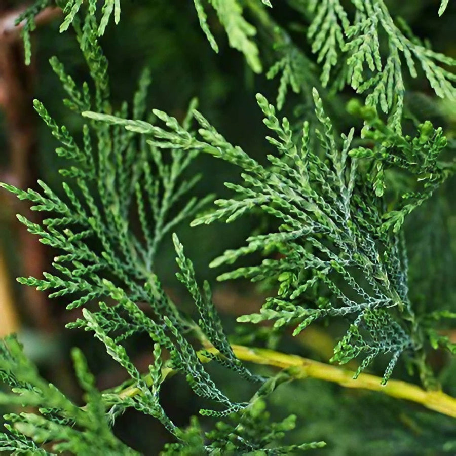 Leylandii Cypress Plant Leyland Cypress Plant 40-50cm in Height image2 3
