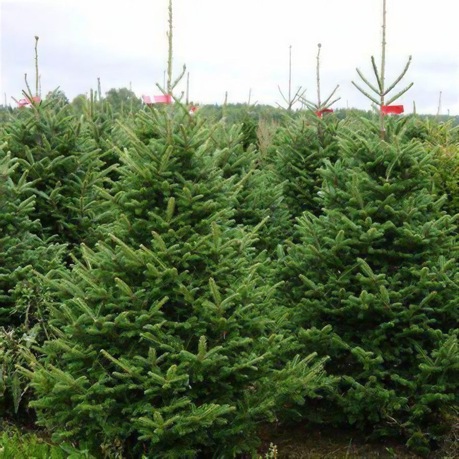 Nordmann Fir Real Fresh Cut Christmas Tree Nordmann Fir Real Fresh Cut Christmas Tree (4ft - 8ft) image4 6