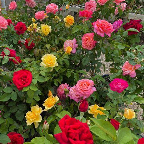 LGBTQ+ Pride Rose - Tricolour Rose Bush OIP (76) 1