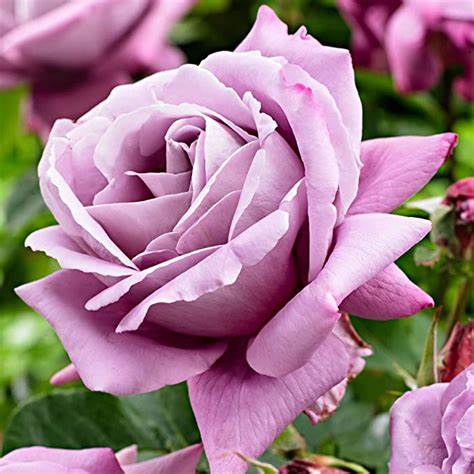 Scented Rose in 2L Tall Rose Pot - (Waltz Time) Scented Rose in 2L Tall Rose Pot - (Waltz Time) image1 1