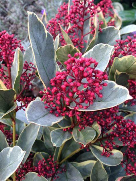 Skimmia Japonica 'Perosa' OIP 4