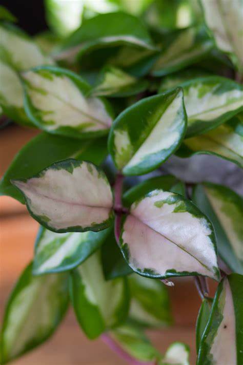 Hoya Carnosa Tricolour OIP 2