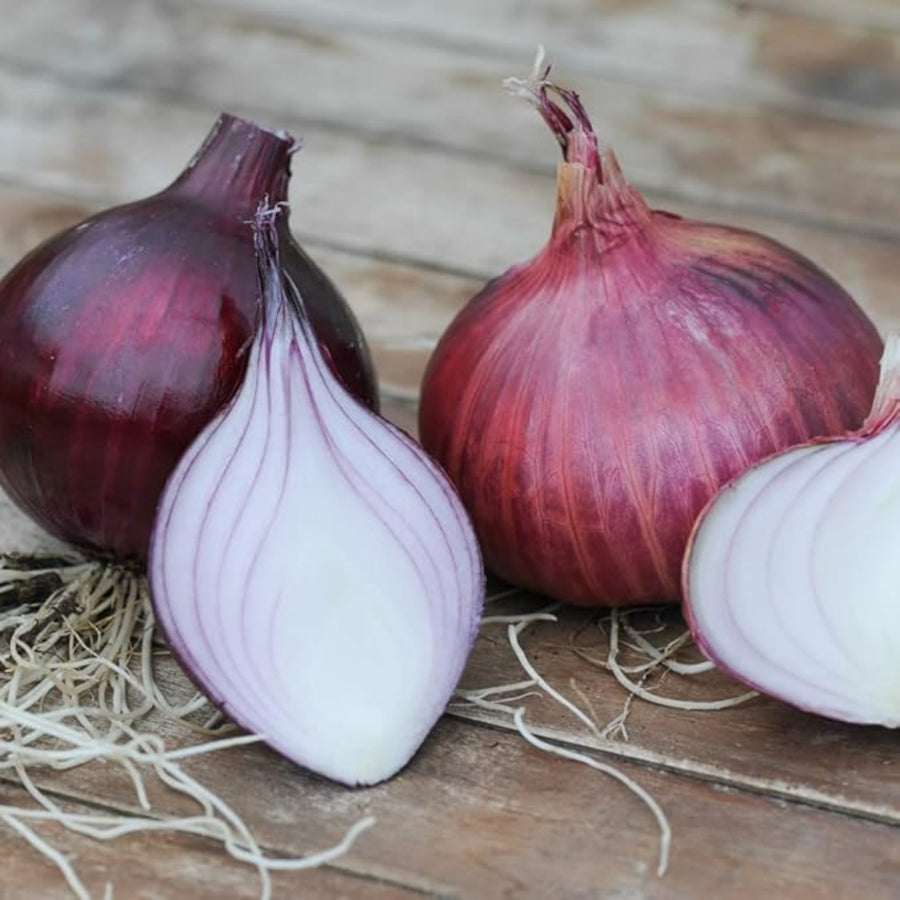 Red Electric Onion Sets ONINELECT-red onion electric sets autumn planting -image4 1