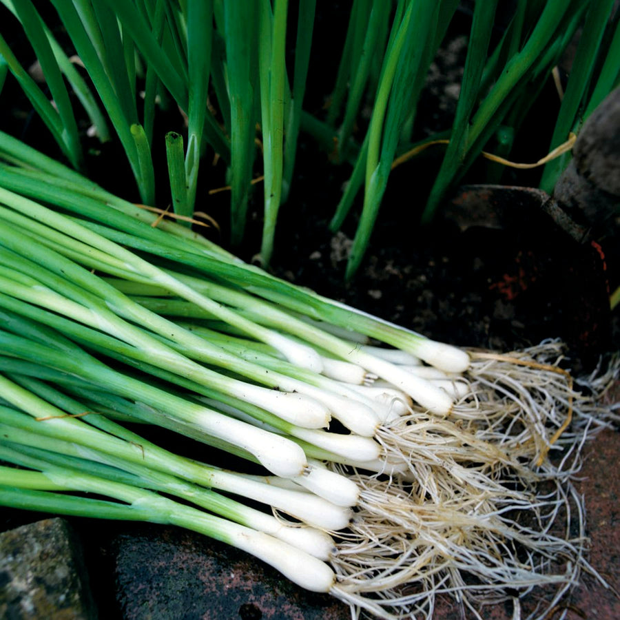 Salad Onion Vegetable Plants Salad Onion Vegetable Plants image1 1