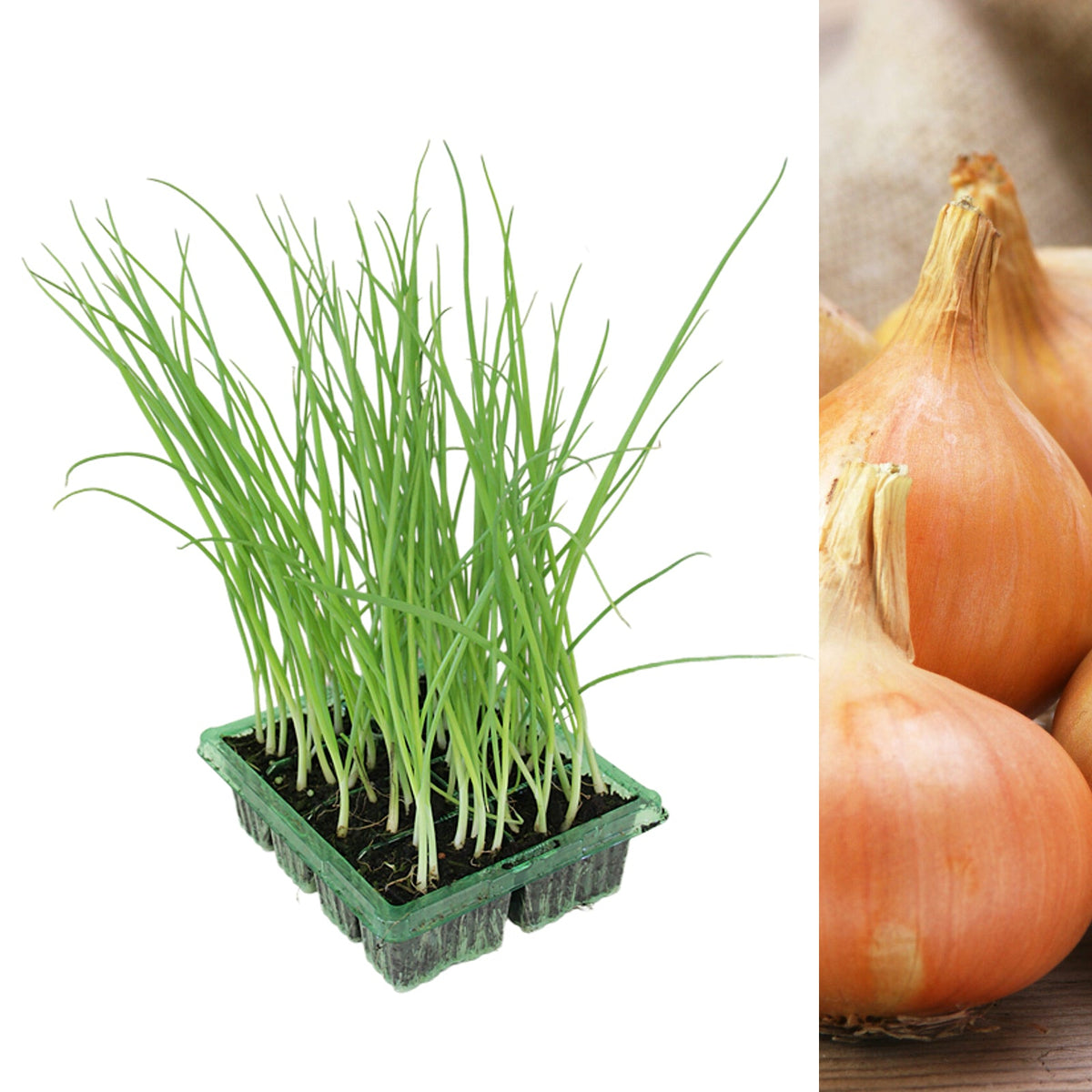 Onion Plant Pack Senshyu Yellow  1