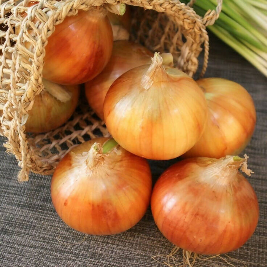 Onion Plant Pack Senshyu Yellow ONIONSENSHYU-image3 1