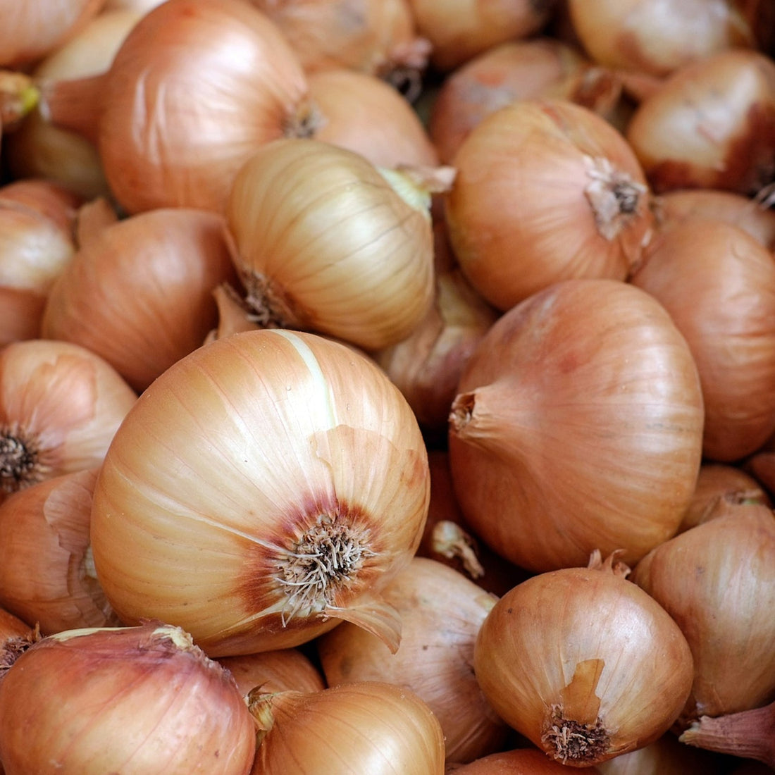 Mixed Varieties Onion Planting Sets