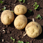 Seed Potatoes Organic Colleen Four organic Collen seed potatoes resting on cultivated soil with small green seedlings growing around them. 3
