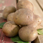 Seed Potatoes Organic Colleen A pile of organic Collen seed potatoes displayed on a rustic wooden surface with green leaves placed underneath. 4
