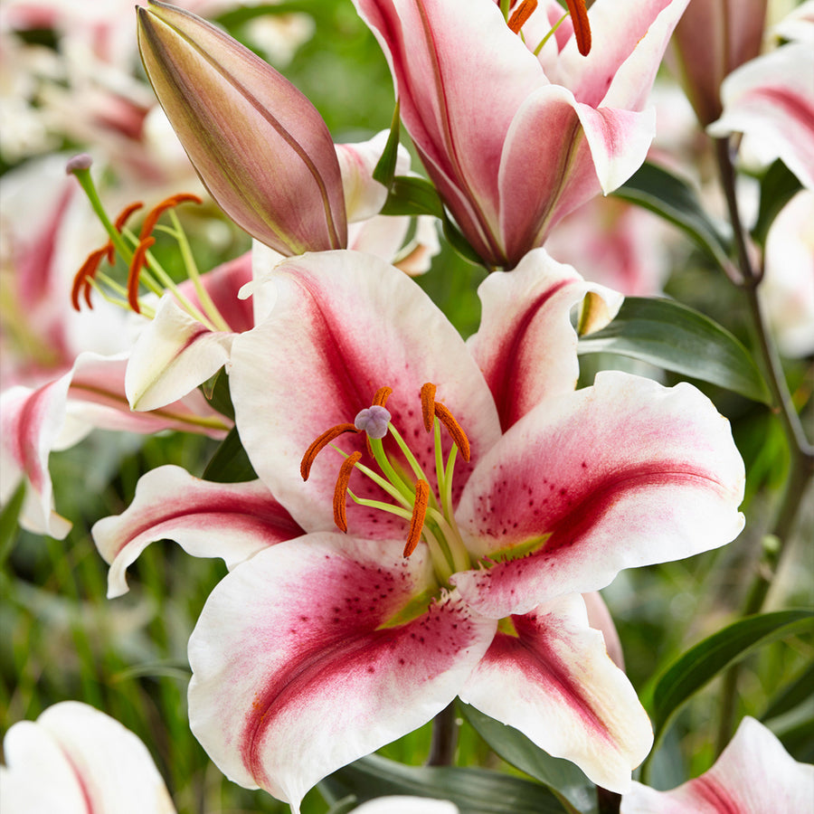 Oriental Lily Summer Mix Bulbs ORNTELLIYHAC-oriental lily hachi lilium summer flowering bulb - image1 3