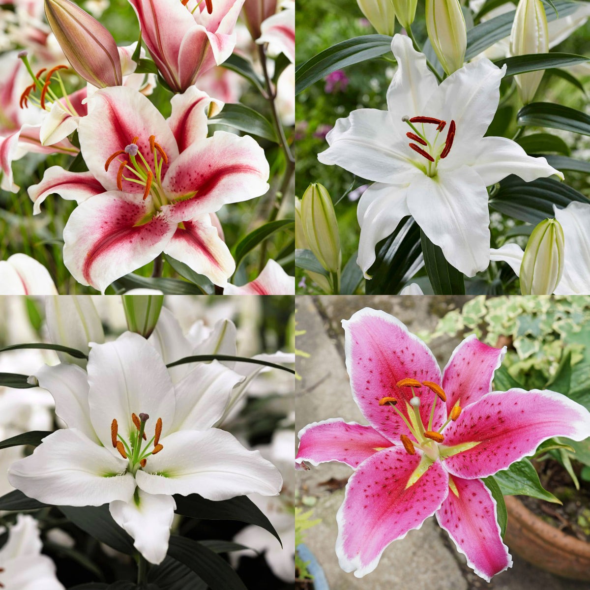 Oriental Lily Summer Bulbs ORNTELLIYMIX-oriental lily mix lilium summer flowering - image1 1