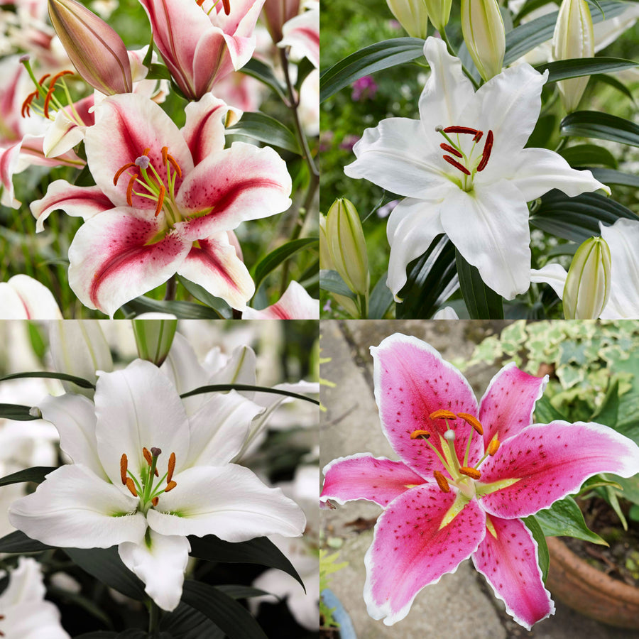 Oriental Lily Summer Mix Bulbs ORNTELLIYMIX-oriental lily mix lilium summer flowering - image1 1