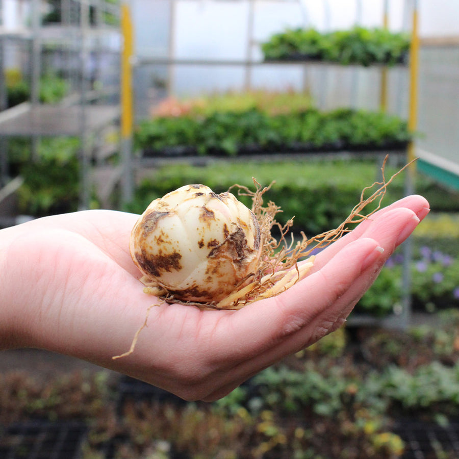Oriental Lily Summer Mix Bulbs ORNTELLIYMIX-oriental lily mix lilium summer flowering - image3 2