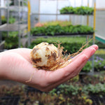 Oriental Lily Kent Bulbs  4