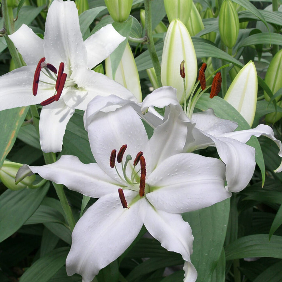 Oriental Lily Summer Mix Bulbs ORNTELLIYMONT-oriental lily mount aspiring lilium summer flowering bulb - image1 4